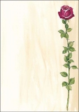 Sigel Motiv-Papier Rose Bloom DP695 VE25